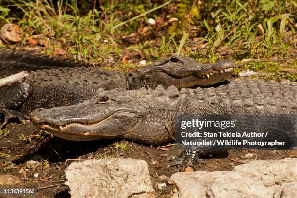 american alligator, alligator mississippiensis, two sun bathing - alligator mississippiensis stock pictures, royalty-free photos & images