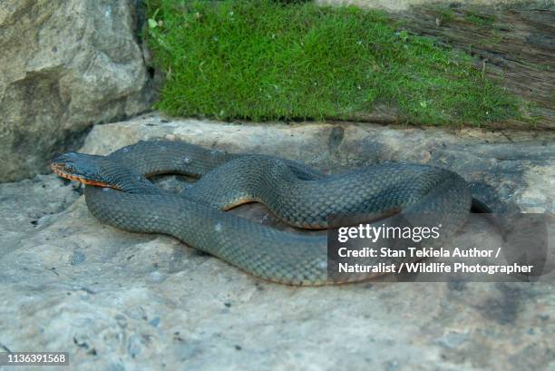 copper-bellied water snake on rock - water snake stock pictures, royalty-free photos & images