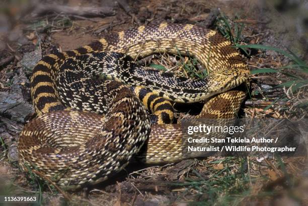 bull snake, bullsnake, coiled - bull snake stockfoto's en -beelden