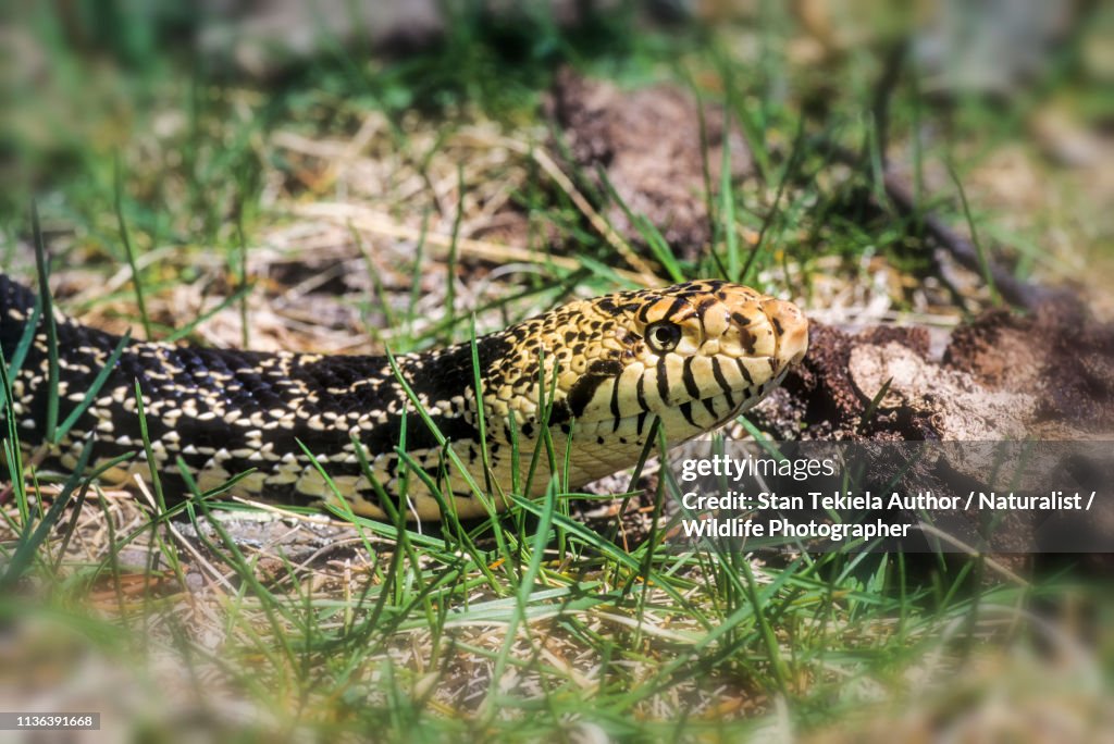 Bull Snake in grass, adult