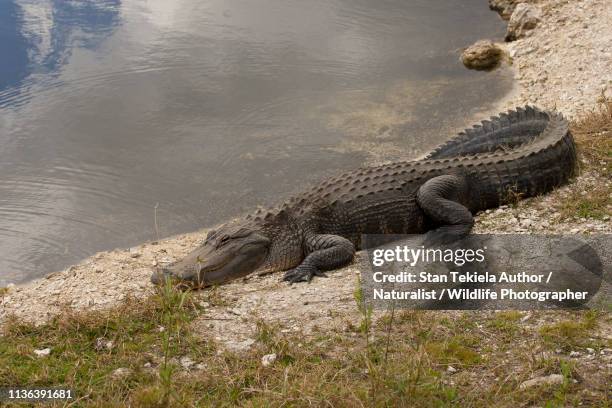 american alligator, alligator mississippiensis, resting on shore - alligator mississippiensis stock pictures, royalty-free photos & images