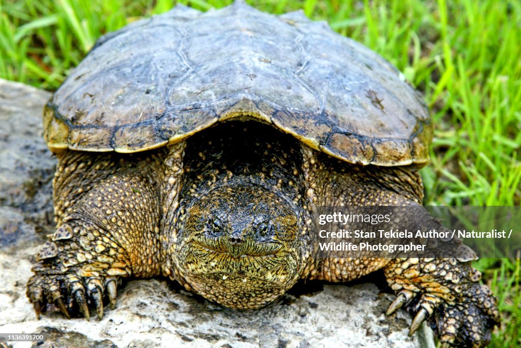 Snapping Turtle head on