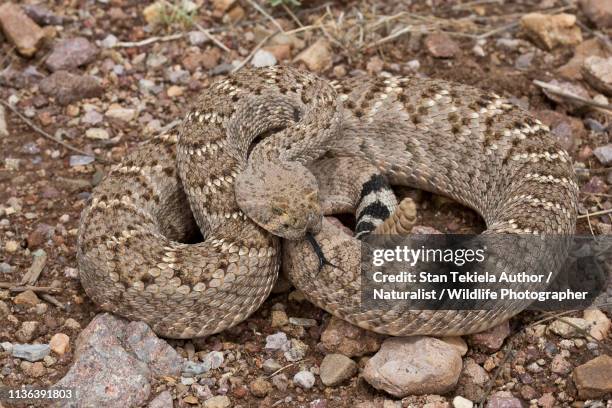 western diamond-backed rattlesnake, rattle snake, diamond backed, venomous snake - western diamondback rattlesnake stock pictures, royalty-free photos & images