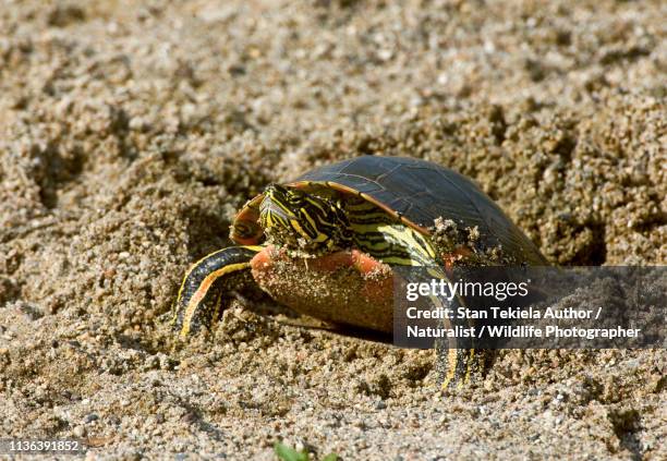 painted turtle adult female laying eggs in nest - laying egg stock pictures, royalty-free photos & images