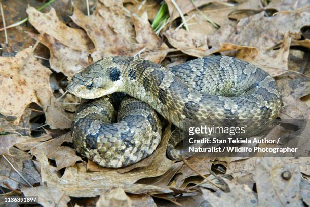 eastern hog-nosed snake on brown leaves - hognose snake fotografías e imágenes de stock