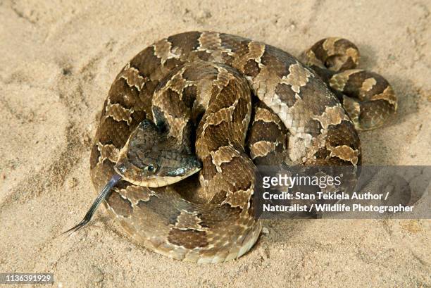 eastern hog-nosed snake, hognosed snake, coiled on sand - hognose snake fotografías e imágenes de stock