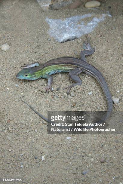 six-lined racerunner, lizard, on sand - racerunner stock pictures, royalty-free photos & images