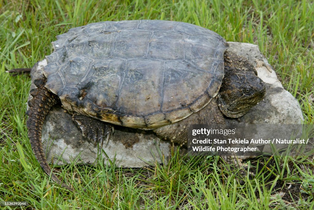Snapping Turtle On Rock Adult High-Res Stock Photo - Getty Images