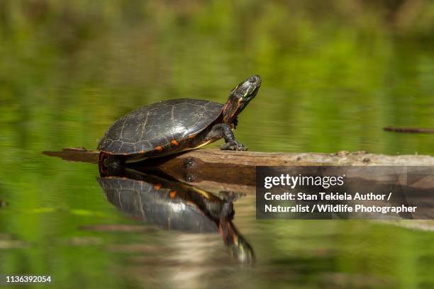 painted turtle basking in sun on log in pond - painted turtle stock pictures, royalty-free photos & images