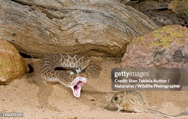 western diamond-backed rattlesnake, rattle snake, diamond backed, striking at ord's kangaroo rat - western diamondback rattlesnake habitat stock pictures, royalty-free photos & images