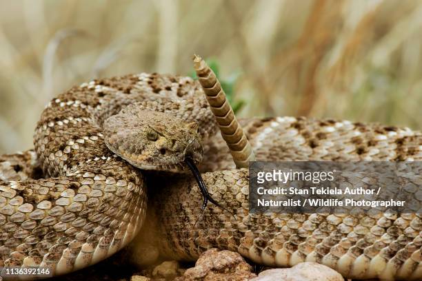 western diamond-backed rattlesnake, rattle snake, diamond backed - western diamondback rattlesnake stock pictures, royalty-free photos & images