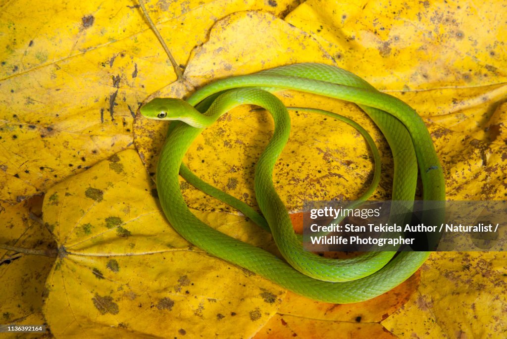 Rough Green Snake, Opheodrys aestivus, on yellow leaves