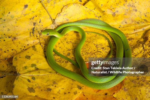 rough green snake, opheodrys aestivus, on yellow leaves - opheodrys aestivus stock pictures, royalty-free photos & images