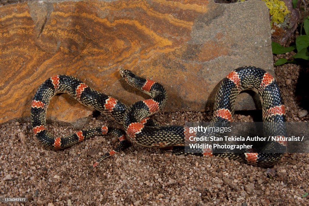 Long-nosed Snake