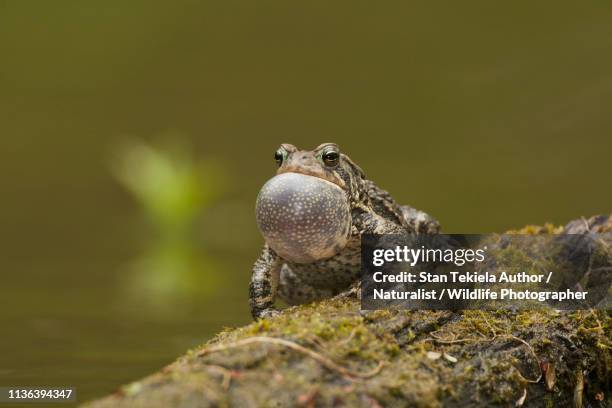 american toad, anaxyrus americanus, bufo, calling from pond - crapaud photos et images de collection
