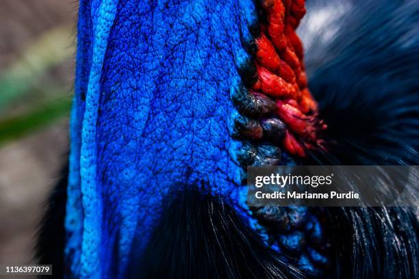 southern cassowary - cassowary stock pictures, royalty-free photos & images
