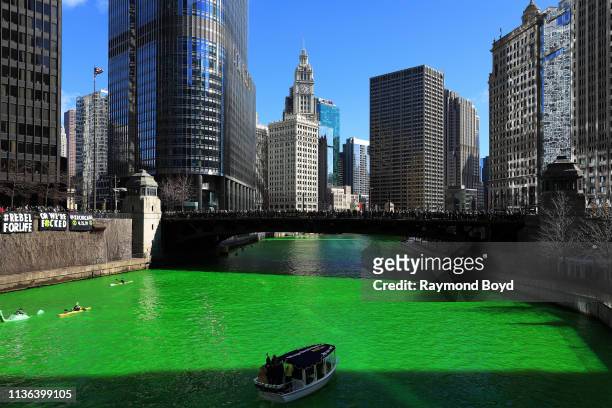 The Chicago River, after members of Plumbers Local 130 U.A. Poured environmentally safe orange powder along the Chicago River turning it green for...