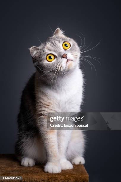 studio portrait of a curious purebred scottish fold cat sitting on a cat tree . - schotse-vouwoorkat stockfoto's en -beelden