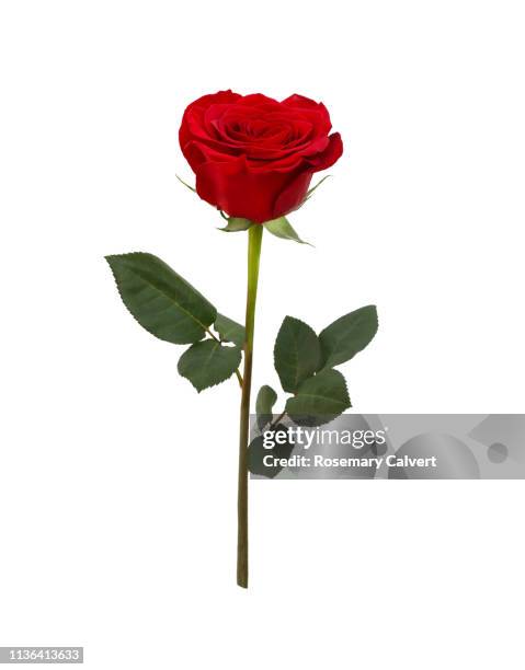 fragrant red rose with two leaves on white. - rosa color stock pictures, royalty-free photos & images