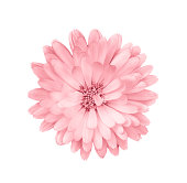 Coral or pink daisy, chamomile isolated on white background.