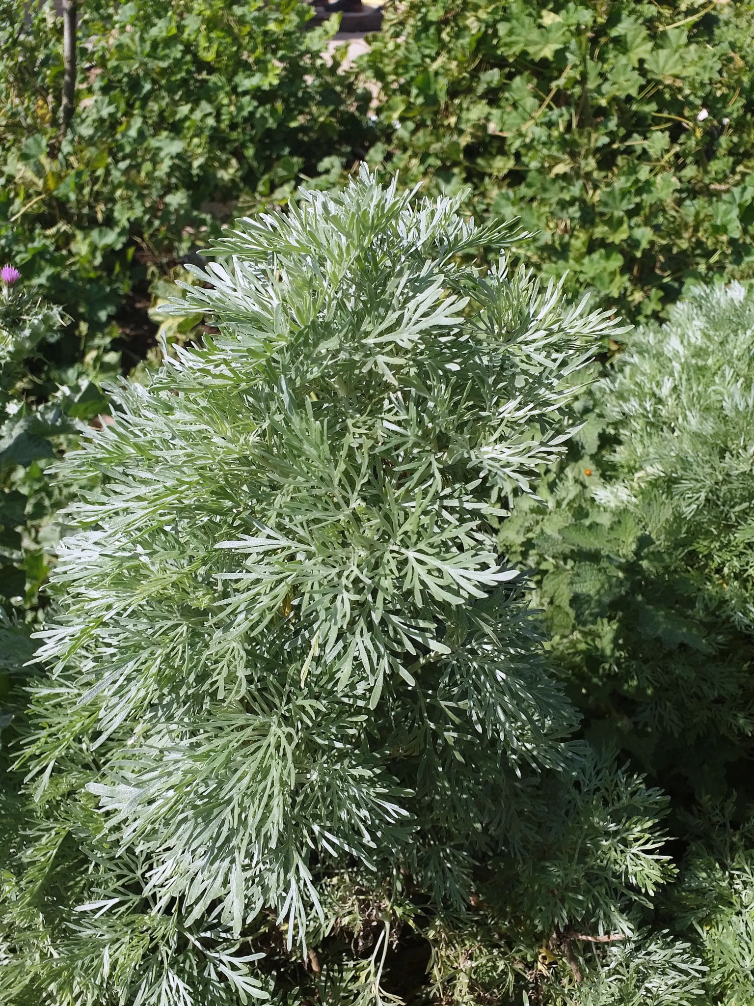 african wormwood
