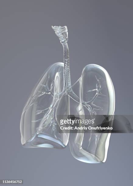 glass lungs - lung fotografías e imágenes de stock
