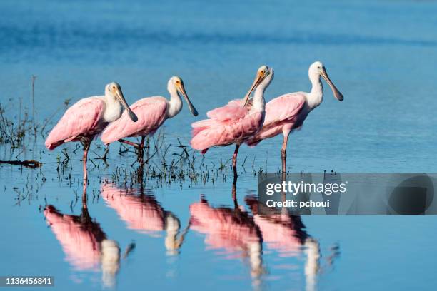 roseate spoonbill, platalea ajaja - roseate spoonbill stock pictures, royalty-free photos & images