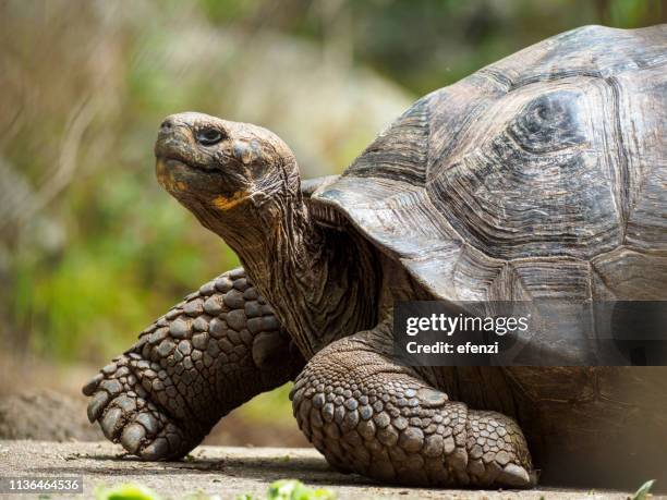 galapagos riesentorbe auf der insel floreana - tortoise stock-fotos und bilder