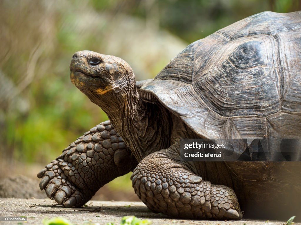 Galapagos Giant schildpad op Floreana eiland
