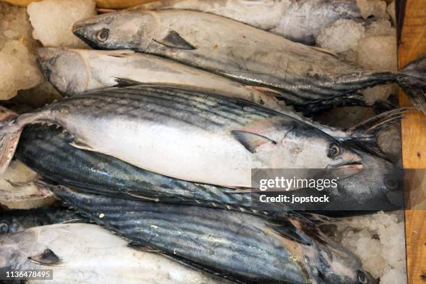 fresh bonito tuna displayed for sale in a market stall - bonito stock pictures, royalty-free photos & images