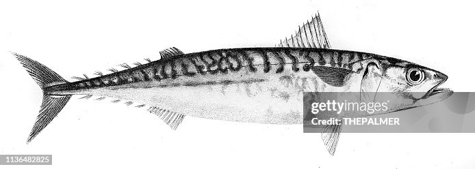 275点のさばイラスト素材 Getty Images 275点のさばイラスト素材 Getty Images