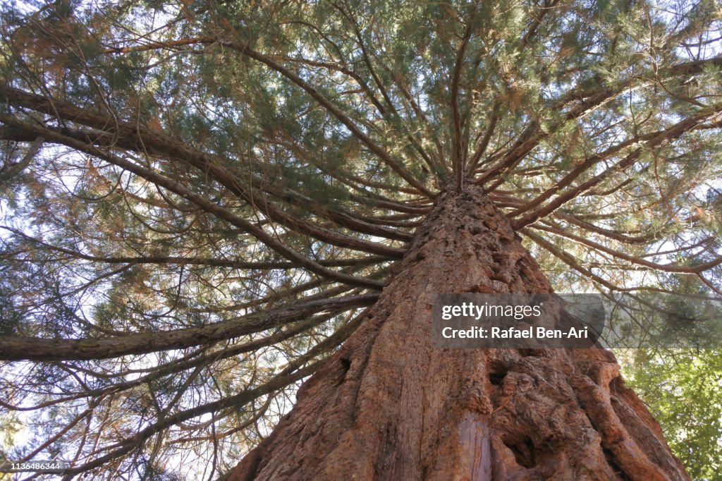 Giant tree trunk
