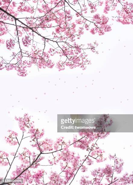 pink cherry blossom trees frame in tokyo japan. - 桜の花 ストックフォトと画像