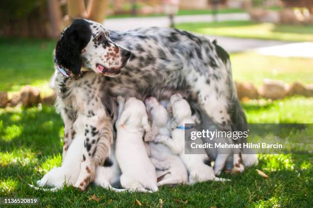 cachorros dálmatas alimentando a la madre - criador de animales fotografías e imágenes de stock