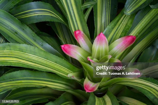 close-up of a beautiful flowering nidularium innocentii var. lineatum plant. - nidularium imagens e fotografias de stock