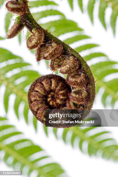 tree ferns, south island, new zealand. - koru pattern stock pictures, royalty-free photos & images