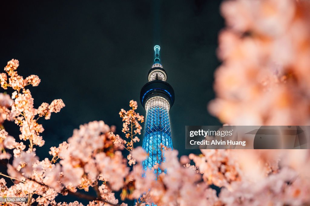 Nightview of Cherry Blossom and Sakura with Tokyo SkyTree in Japan.