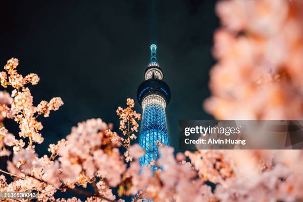 nightview of cherry blossom and sakura with tokyo skytree in japan. - cherry blossom in full bloom in tokyo fotografías e imágenes de stock