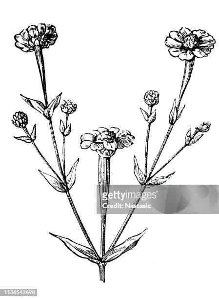 zinnia flowers ,zinnia multiflora - zinnia stock illustrations