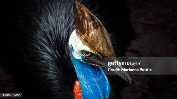 southern cassowary - casoar photos et images de collection