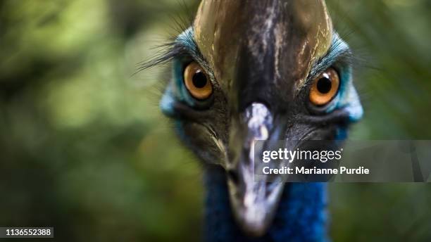 southern cassowary - casoar photos et images de collection