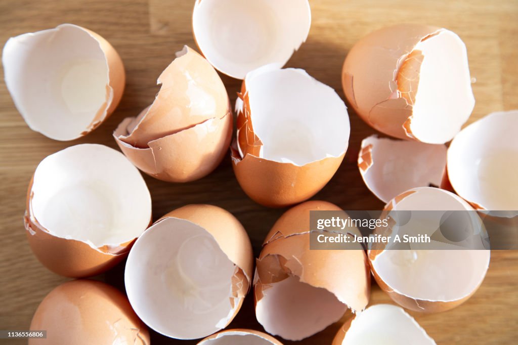 Egg Shells