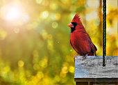 Male Cardinal Bird with morning light flare