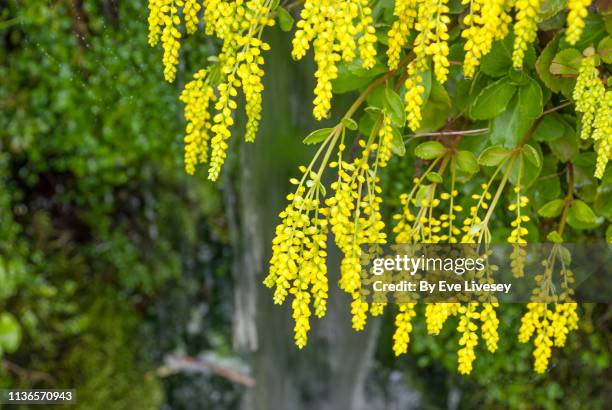 laburnum anagyroides flowers - laburnum anagyroides stock pictures, royalty-free photos & images