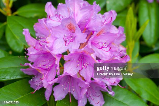 pink azalea flower with raindrops - azaleas stock-fotos und bilder