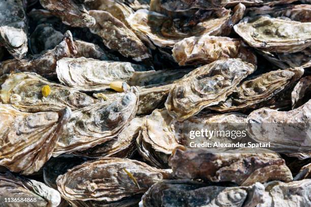 full frame of fresh oysters - auster geschlossen stock-fotos und bilder