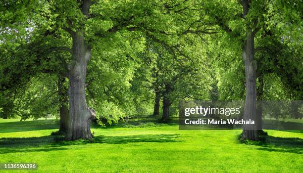 trees and green grass in the city park - oaks day stock-fotos und bilder