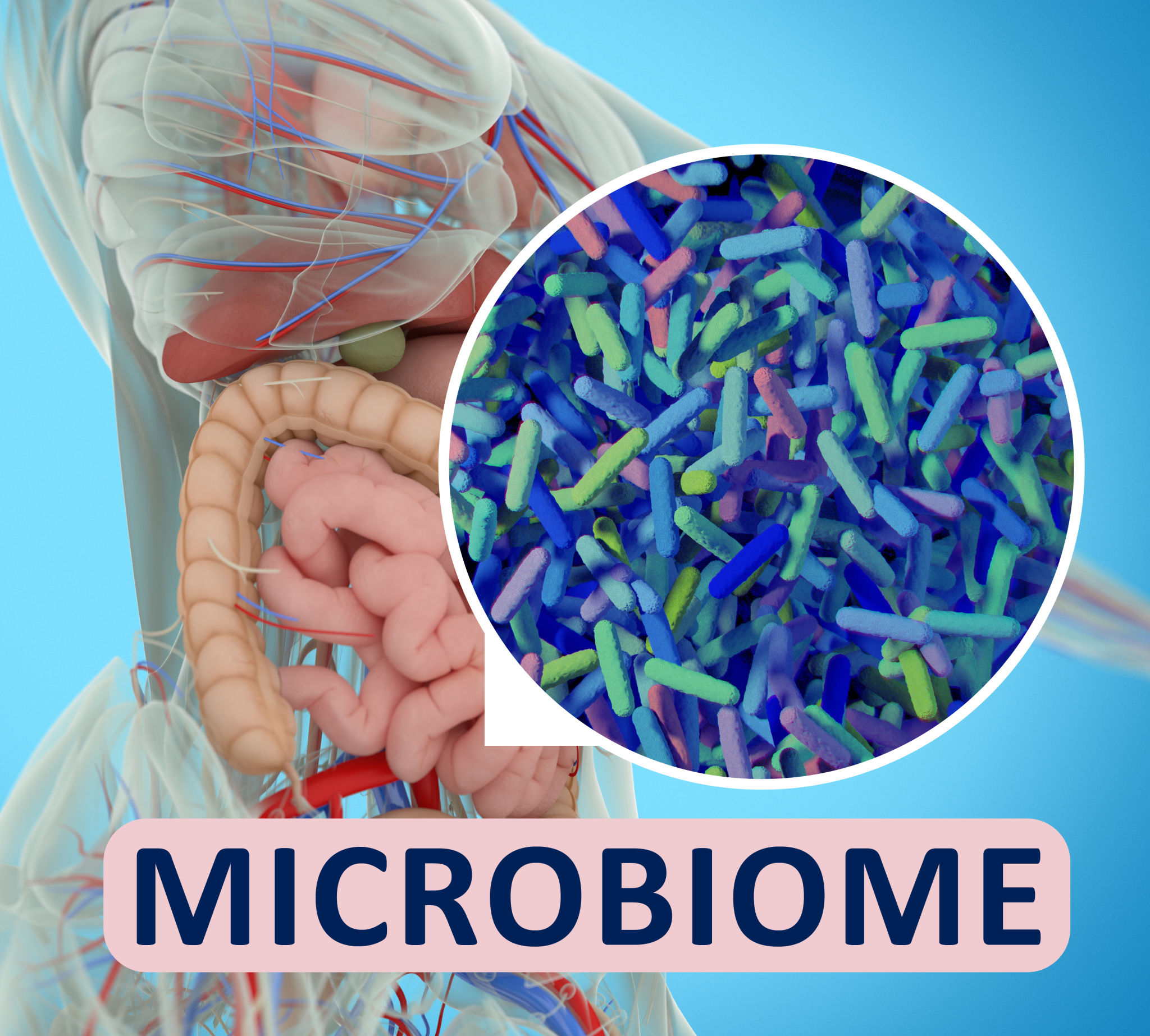 Gut bacteria microbiome microscopic illustration. 3D illustration Gut bacteria microbiome microscopic illustration. 3D illustration