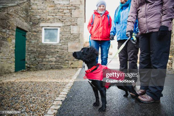 ready for a long walk - animal harness stock pictures, royalty-free photos & images