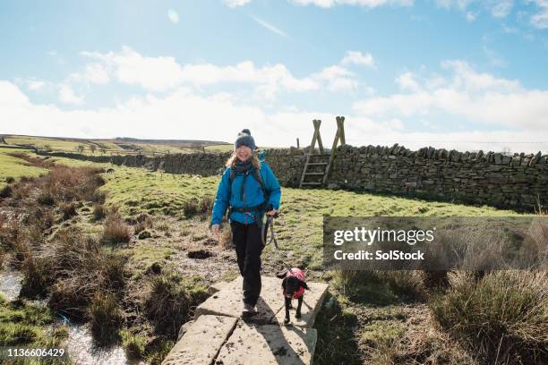 dog walk in the countryside - northumberland national park stock pictures, royalty-free photos & images
